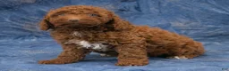Miniature Poodle dogs for sale: Susie - Ad 5