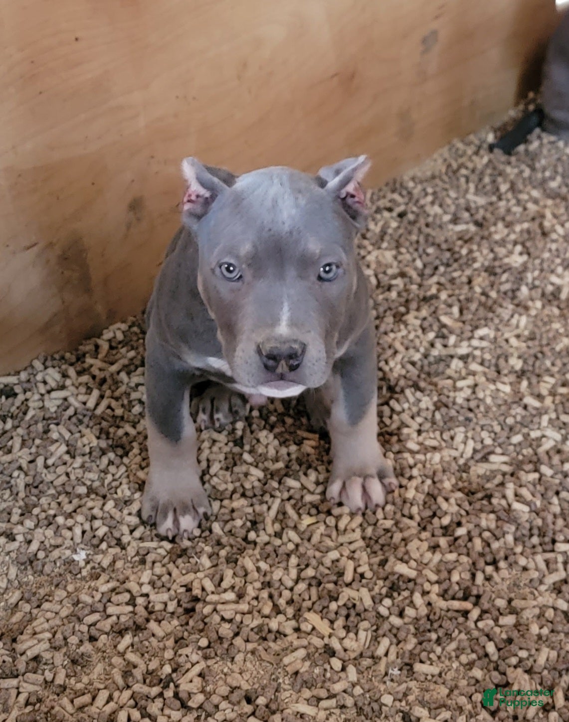 American Bully dogs American Bully Puppy 1 - Ad 8