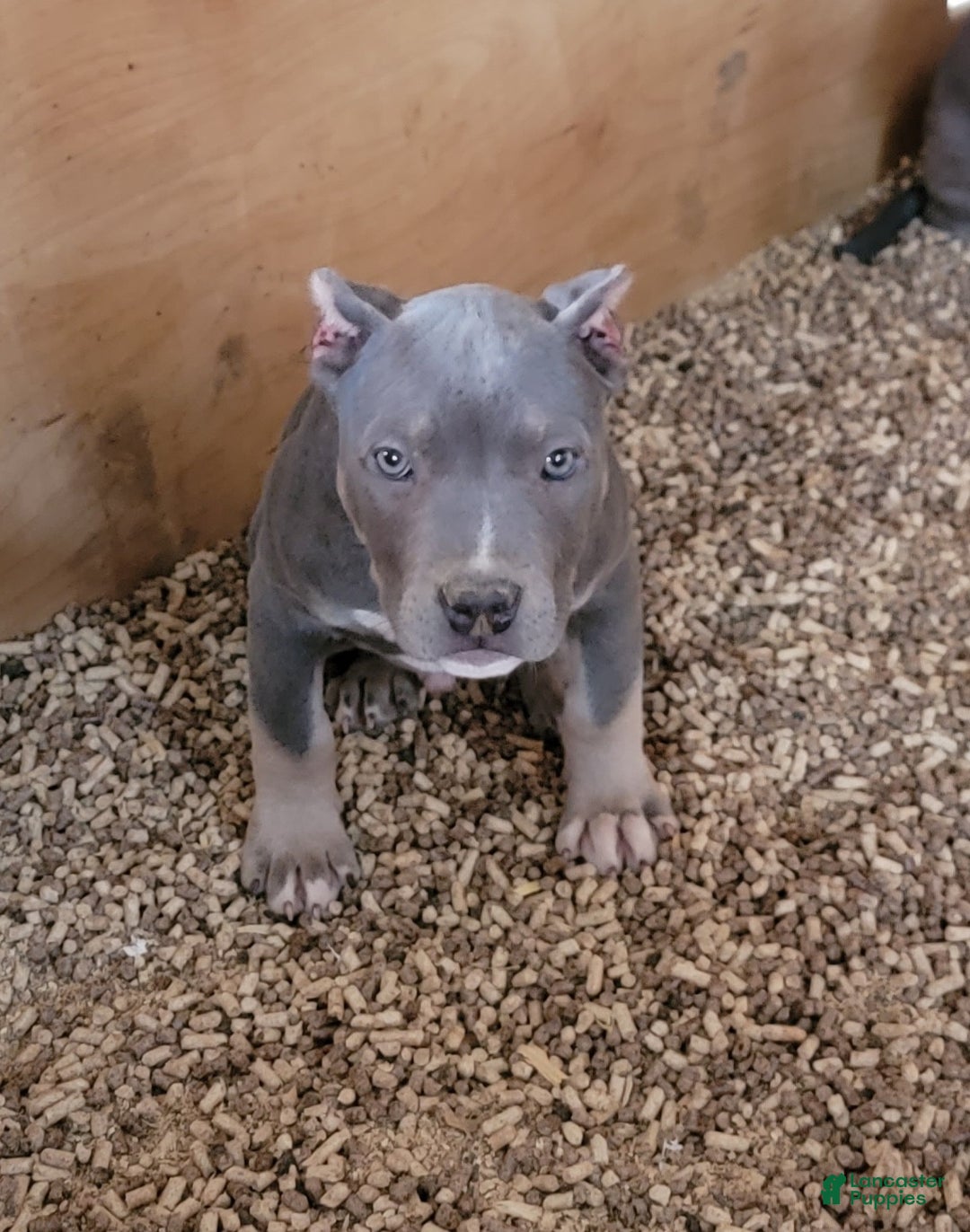 American Bully dogs for sale: American Bully Puppy 1 - Ad 1