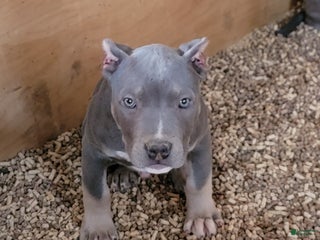 American Bully dogs American Bully Puppy 1 - Ad 23