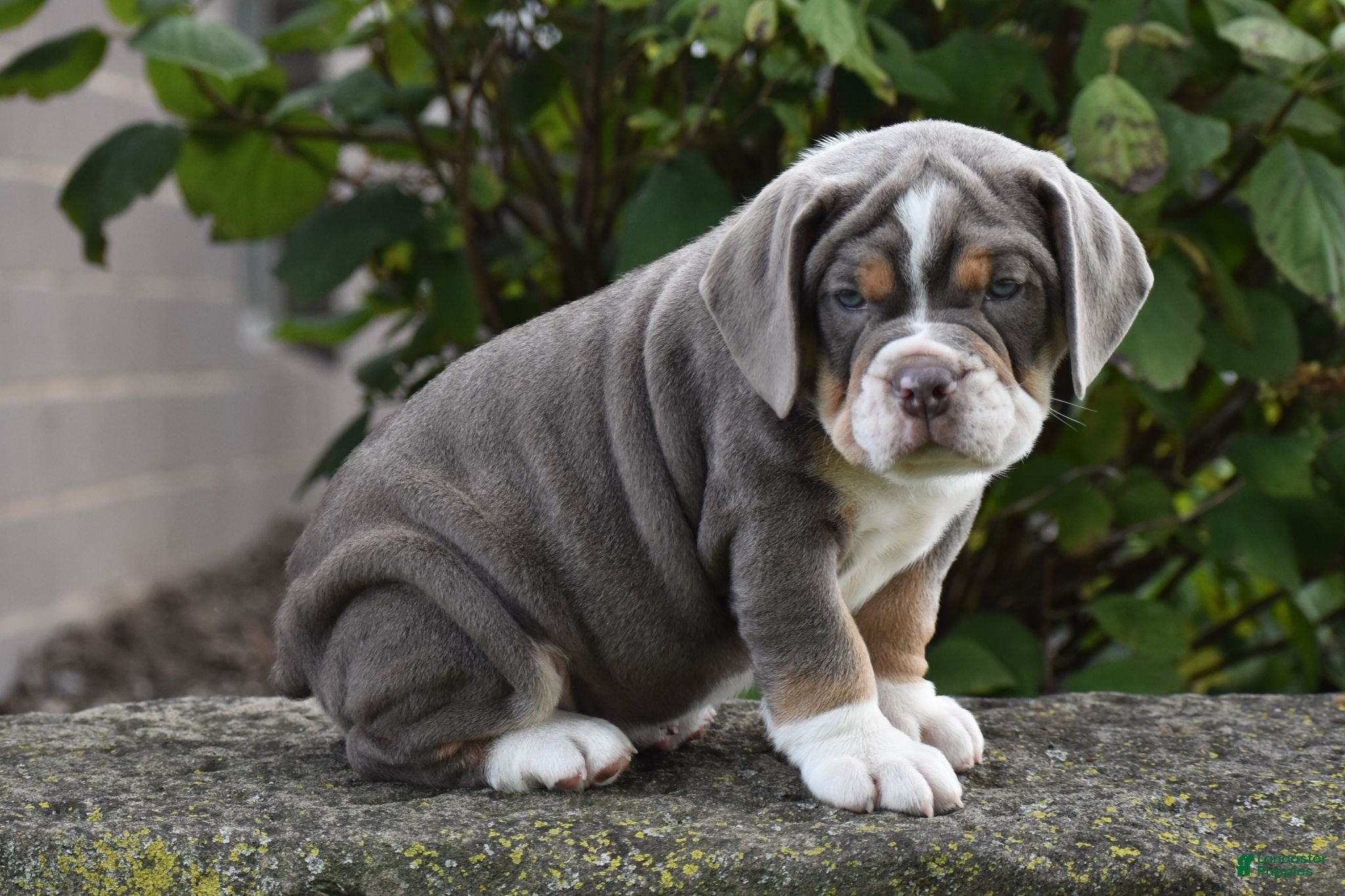 Beabull dogs Bubba - Ad 1