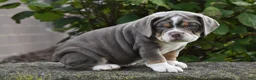 Beabull dogs for sale: Bubba - Ad 1