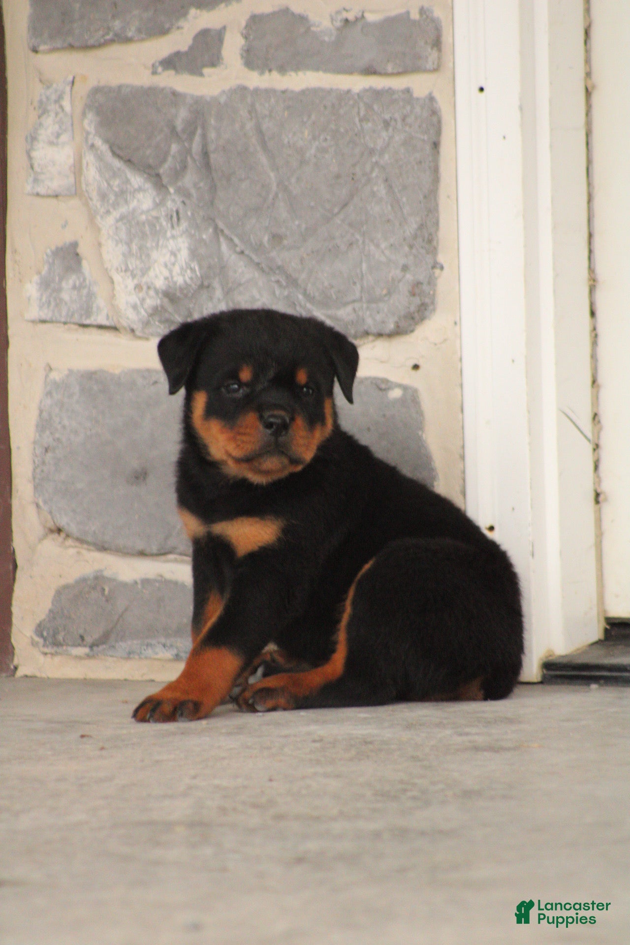 Rottweiler dogs Mario - Ad 1