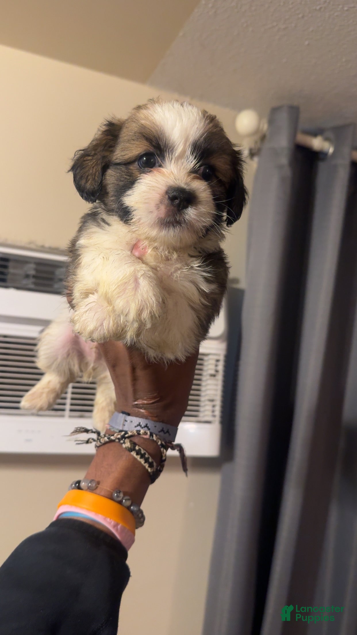 Shih Tzu dogs Shih Tzu 3 - Ad 11