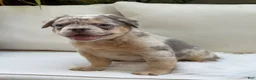 French Bulldog dogs for sale: Sophie - Ad 6