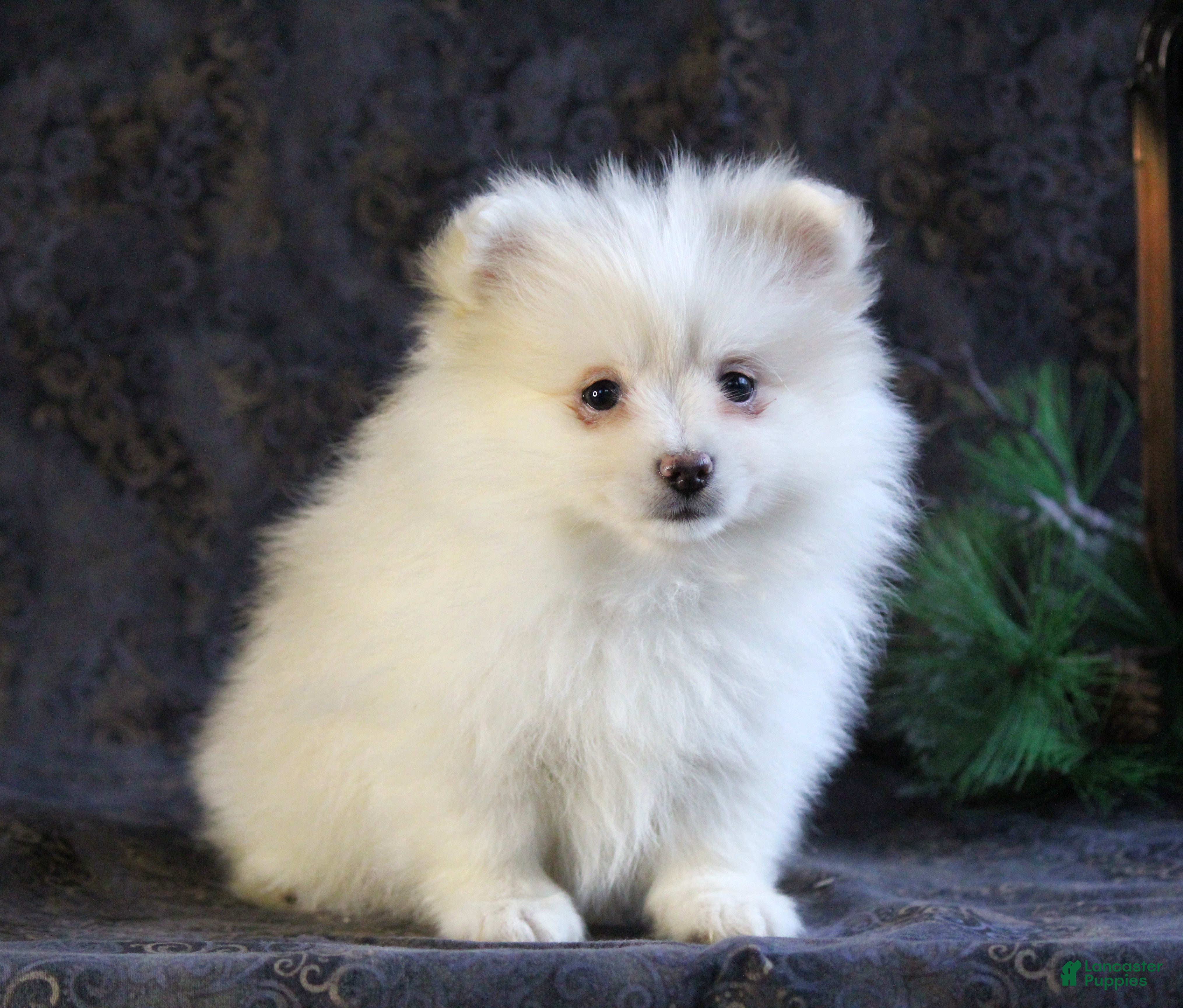 Pomeranian dogs Pearl - Ad 12