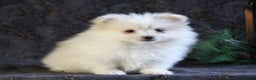 Pomeranian dogs for sale: Pearl - Ad 2
