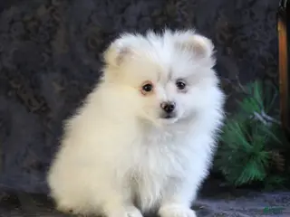 Pomeranian dogs Pearl - Ad 41