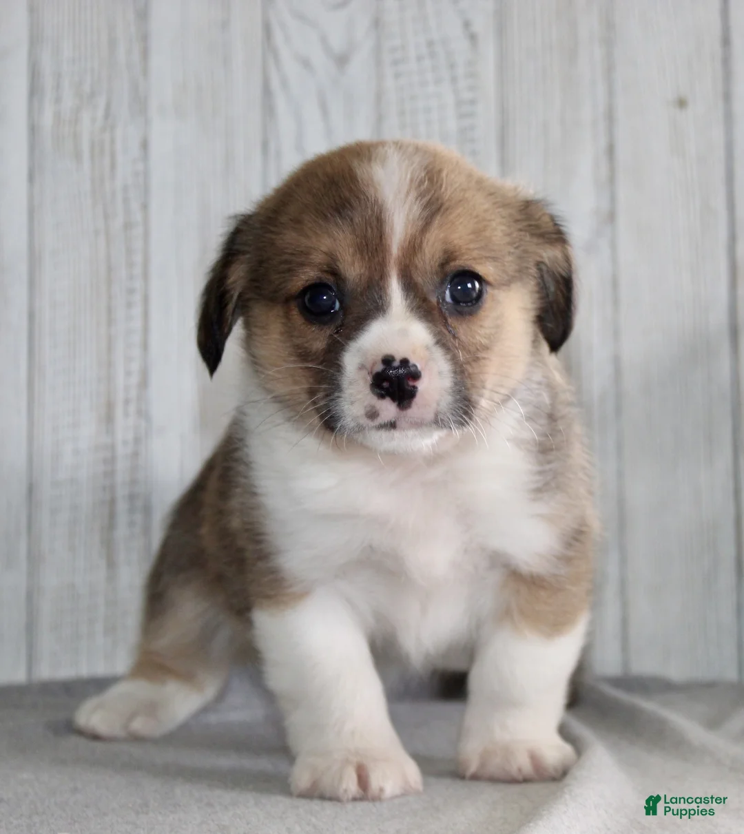 Mixed Breed dogs for sale: Donald - Ad 2