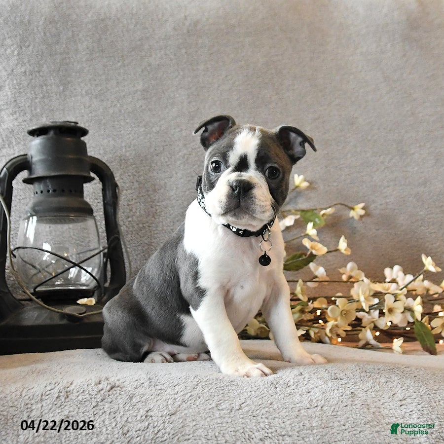 Boston Terrier dogs Rhinestone - Ad 2