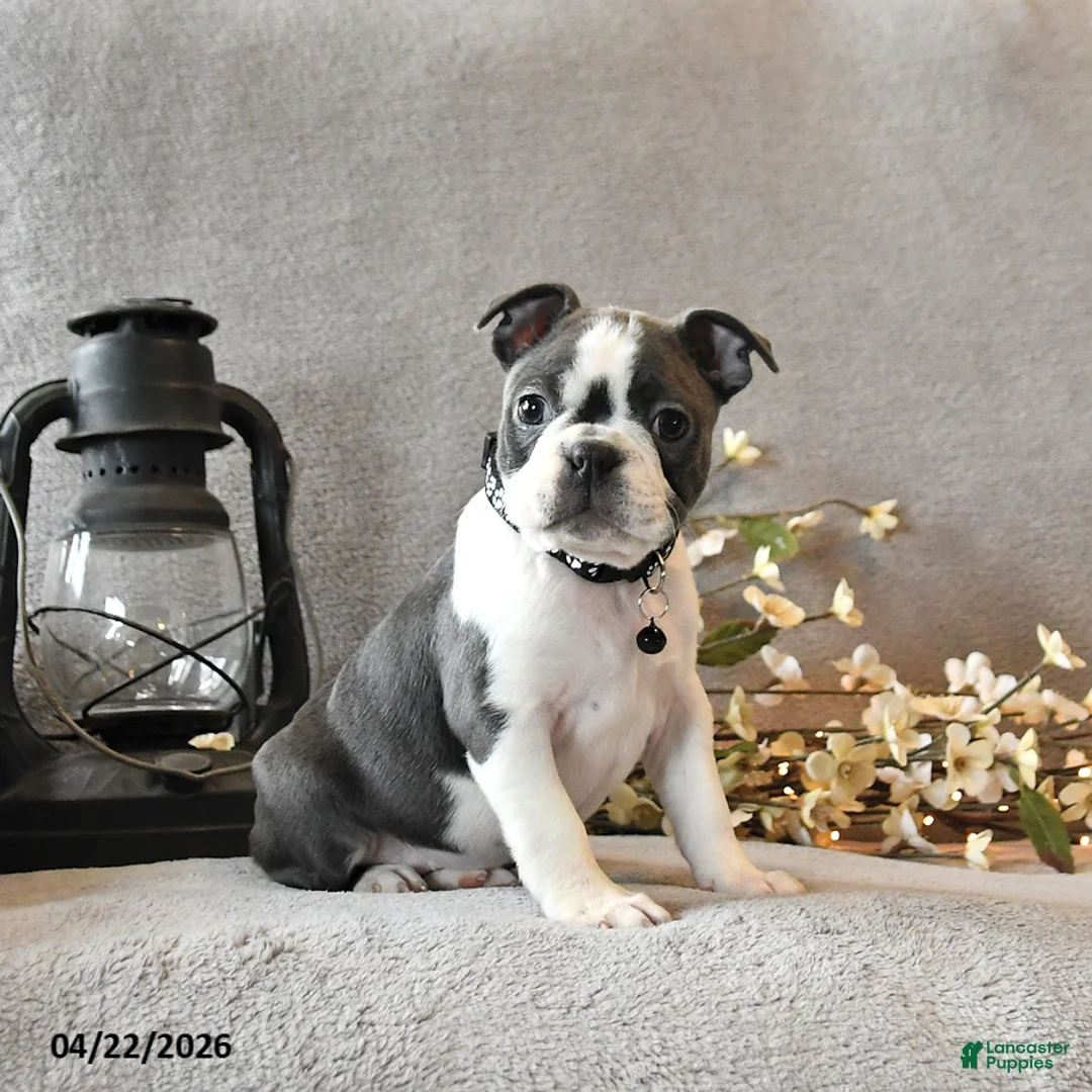 Boston Terrier dogs for sale: Rhinestone - Ad 2