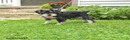 Miniature Schnauzer dogs for sale: George - Ad 3