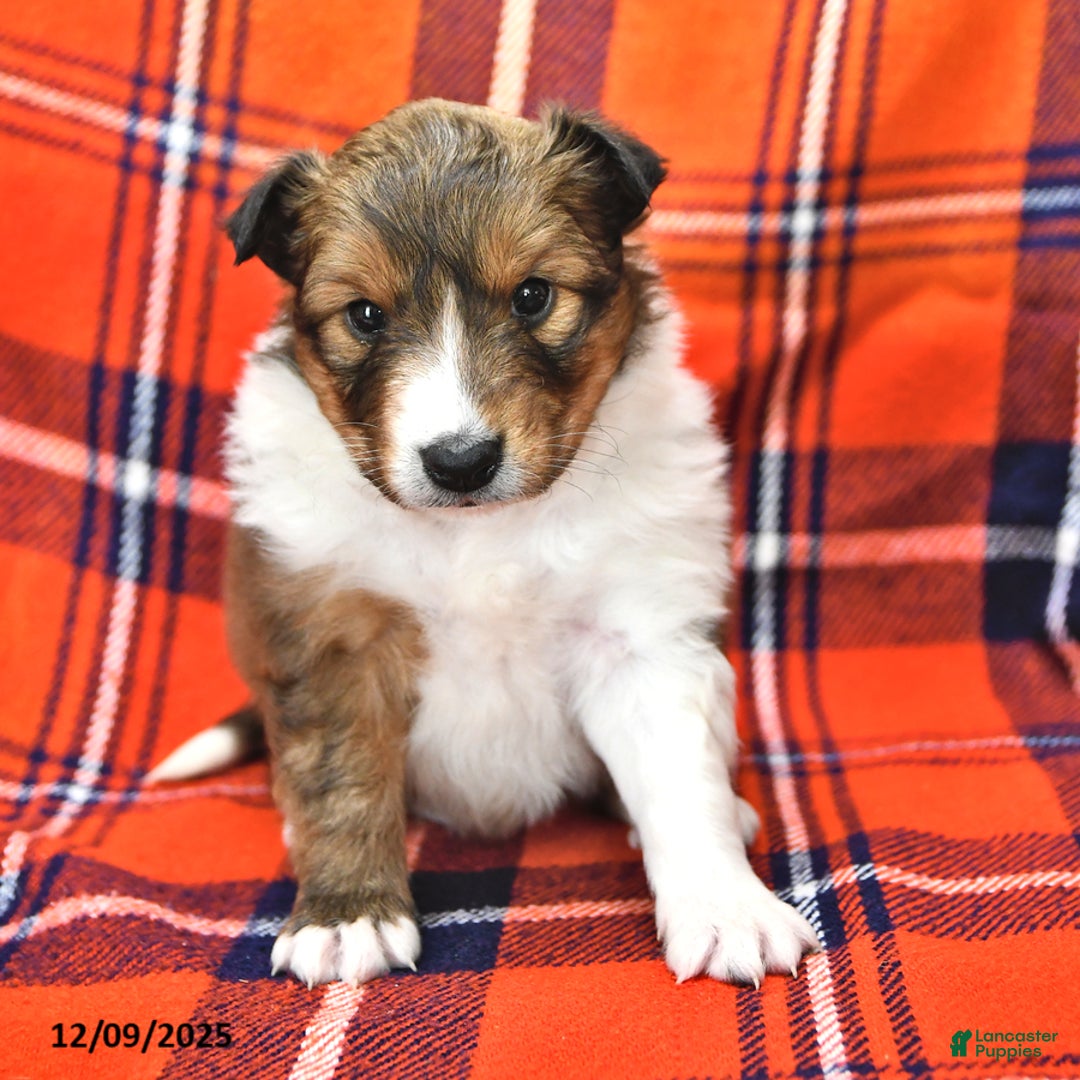 Shetland Sheepdog dogs for sale: Cookie - Ad 2