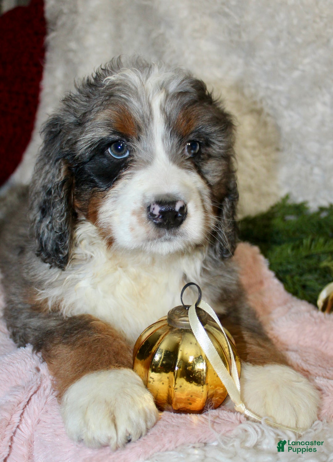 Bernedoodle dogs for sale: Bella - Ad 4