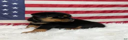 Rottweiler dogs for sale: Rocky - Ad 4