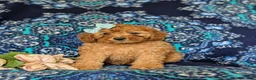 Miniature Poodle dogs for sale: Tabetha - Ad 2