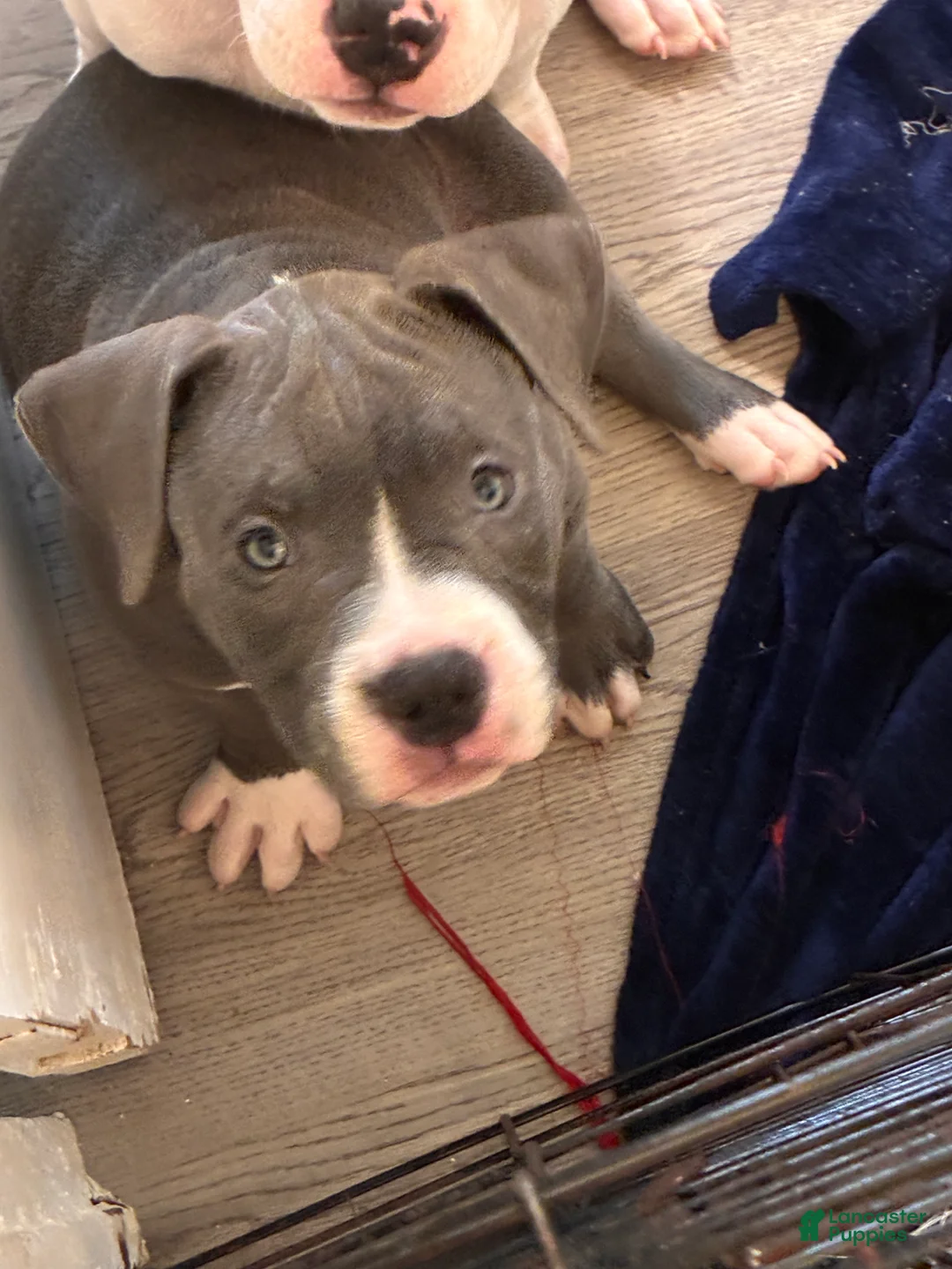 American Bully dogs for sale: American Bully 3 - Ad 2