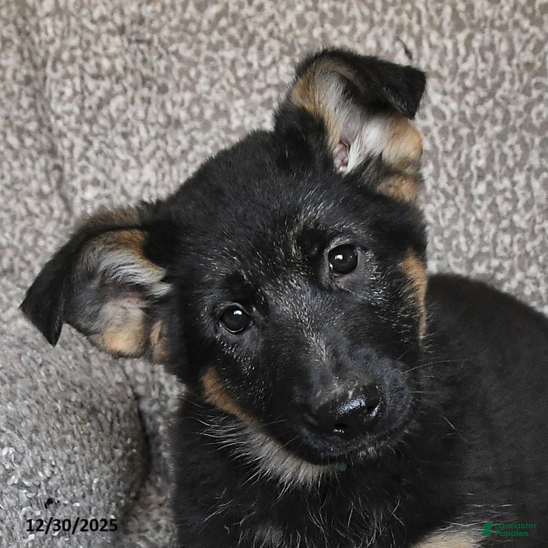 German Shepherd dogs for sale: Scarlet - Ad 5