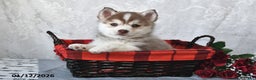Pomsky dogs for sale: Ace - Ad 4