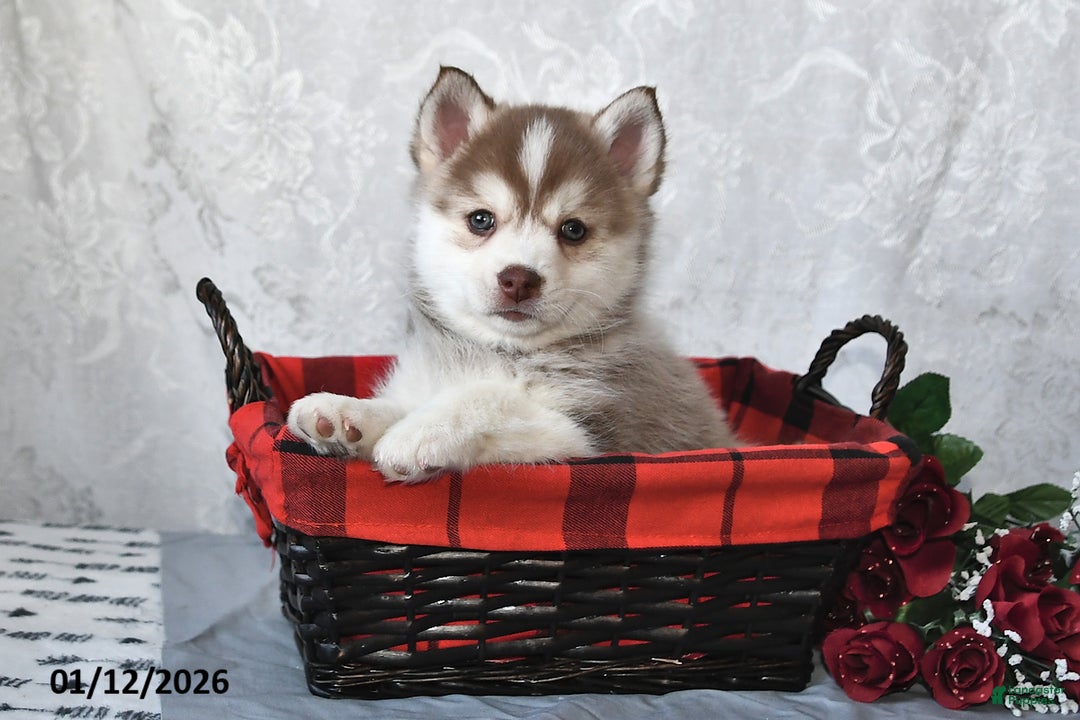 Pomsky dogs for sale: Ace - Ad 4