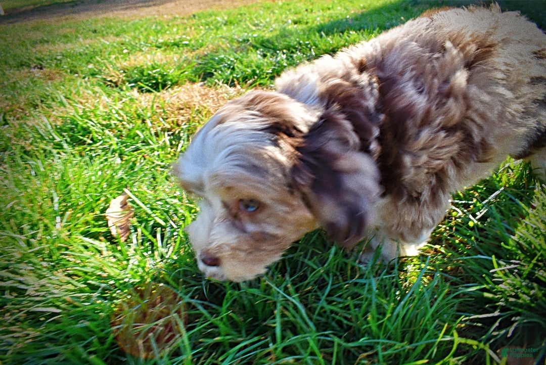 Havapoo dogs for sale: Oakley - Ad 9