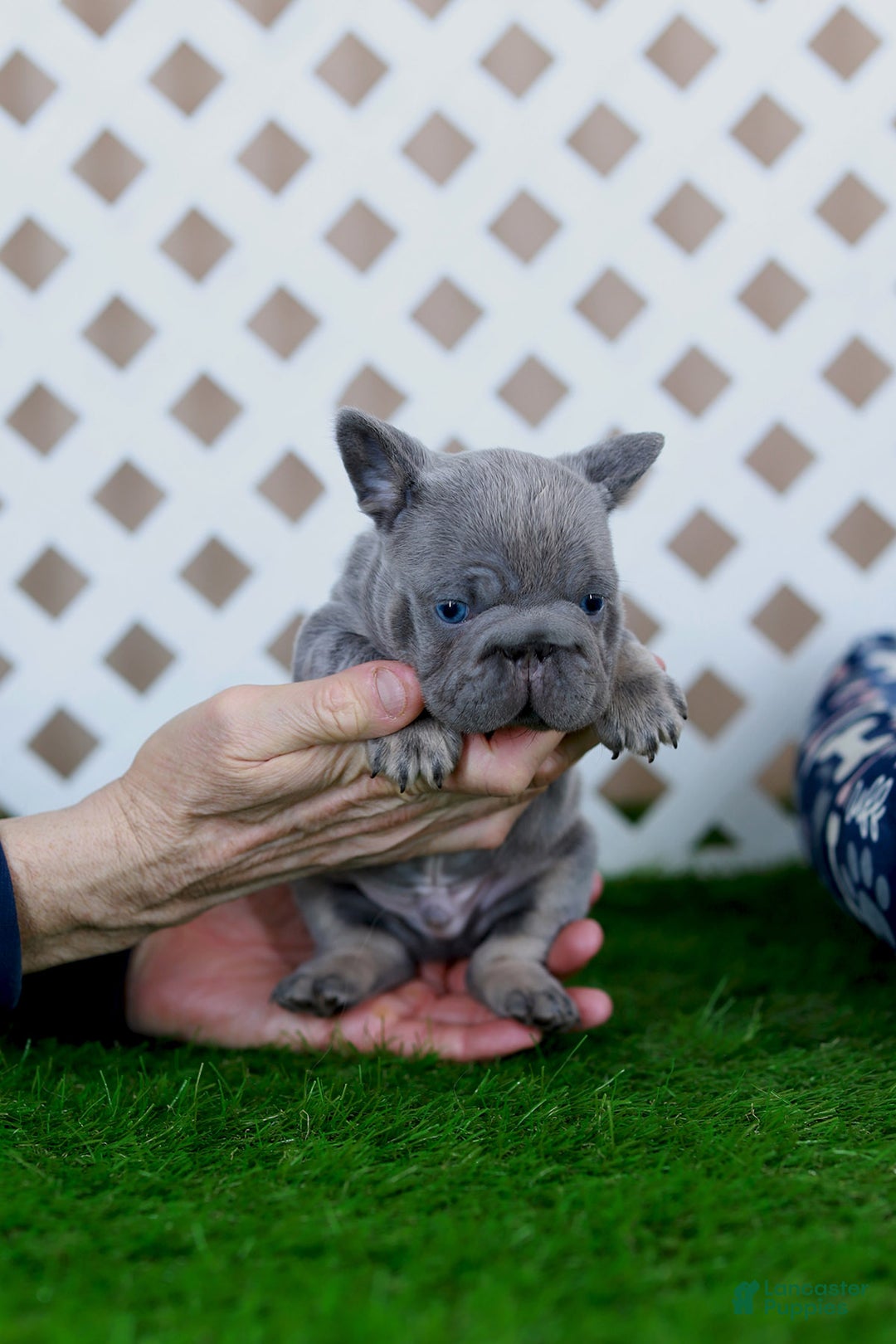 French Bulldog dogs for sale: Milo - Ad 6