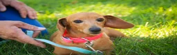 Miniature Dachshund dogs for sale: Jack Miniature Dachshund  - Ad 9