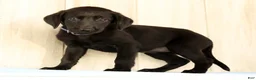 Labrador Retriever dogs for sale: Brinly - Ad 3