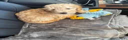 Goldendoodle dogs for sale: Simba  - Ad 4