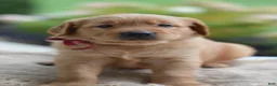 Golden Retriever dogs for sale: Red Collar - Ad 10