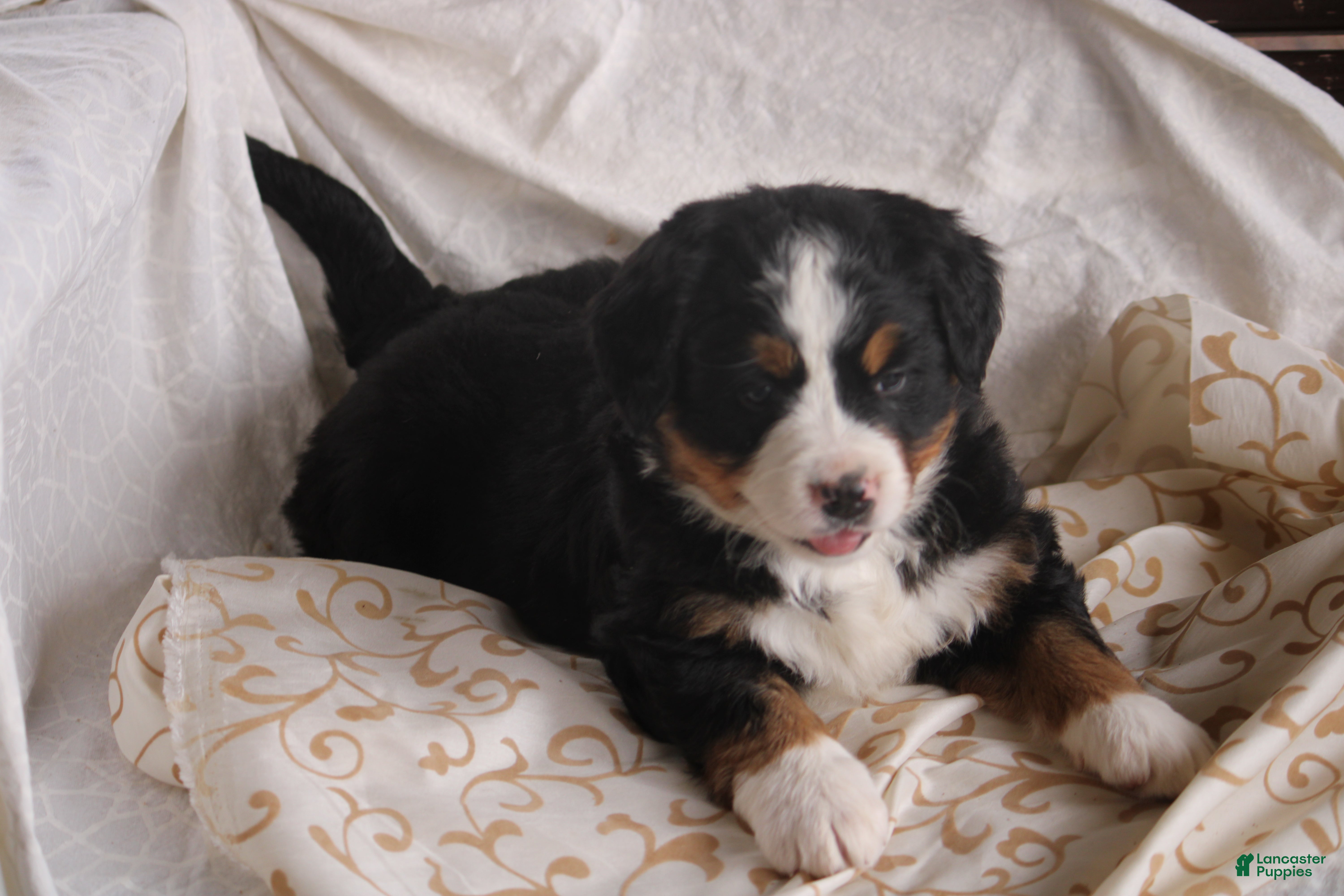 Bernese Mountain Dog dogs Pansey - Ad 1