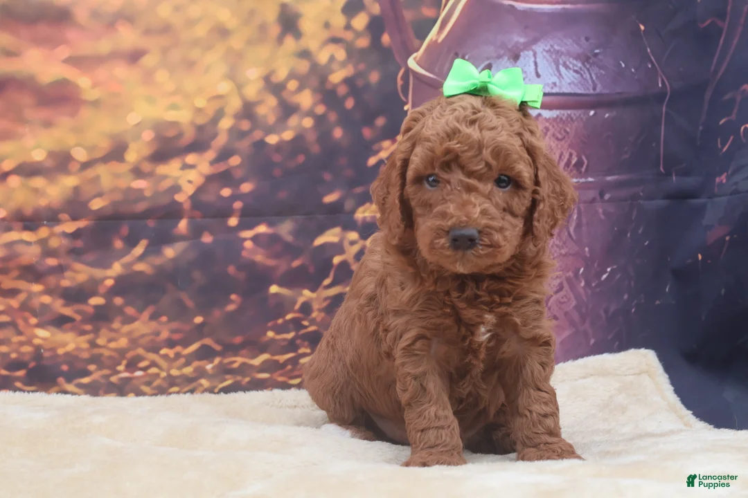 Miniature Poodle dogs for sale: Winston - Ad 2