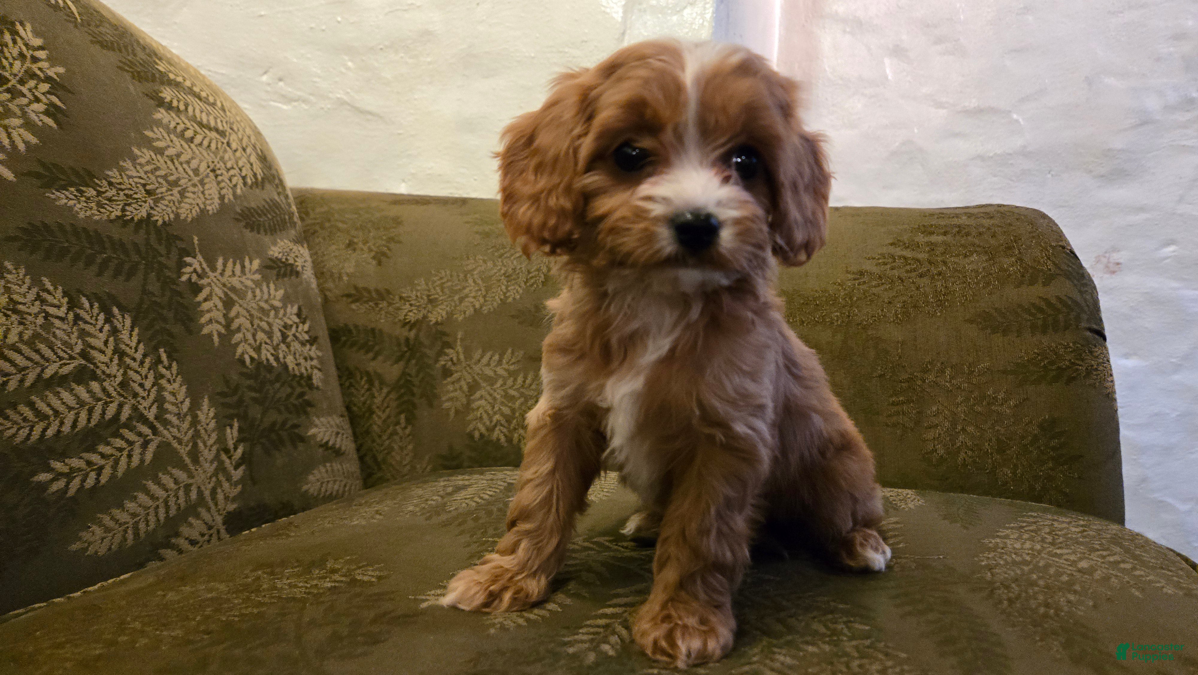 Cavapoo dogs Wren - Ad 42