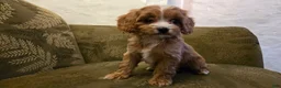 Cavapoo dogs for sale: Wren - Ad 1