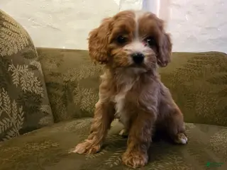 Cavapoo dogs Wren - Ad 8