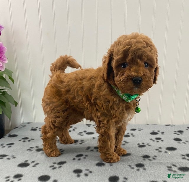 Cavapoo dogs Nelson - Ad 2