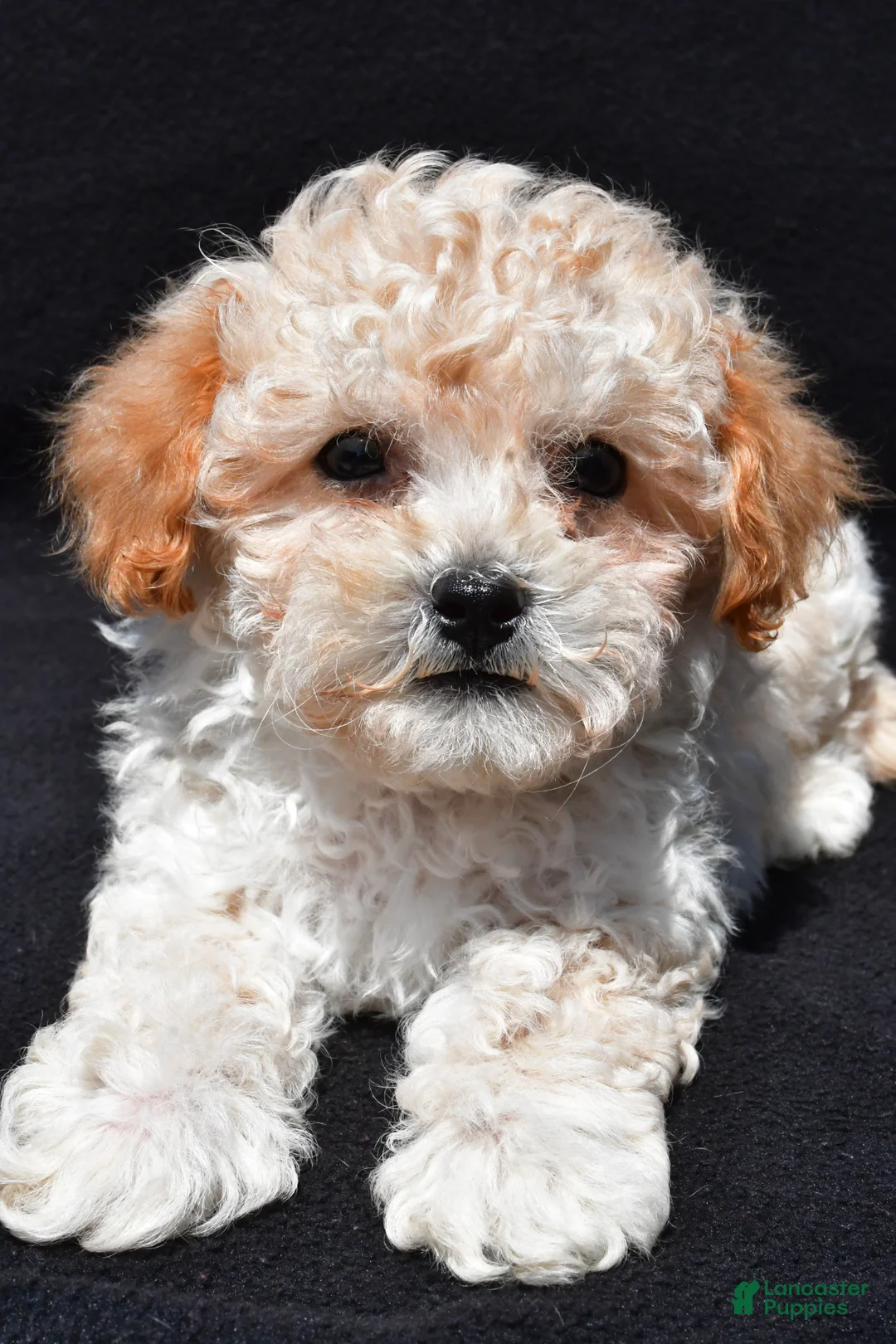 Shihpoo dogs for sale: Jip - Ad 2