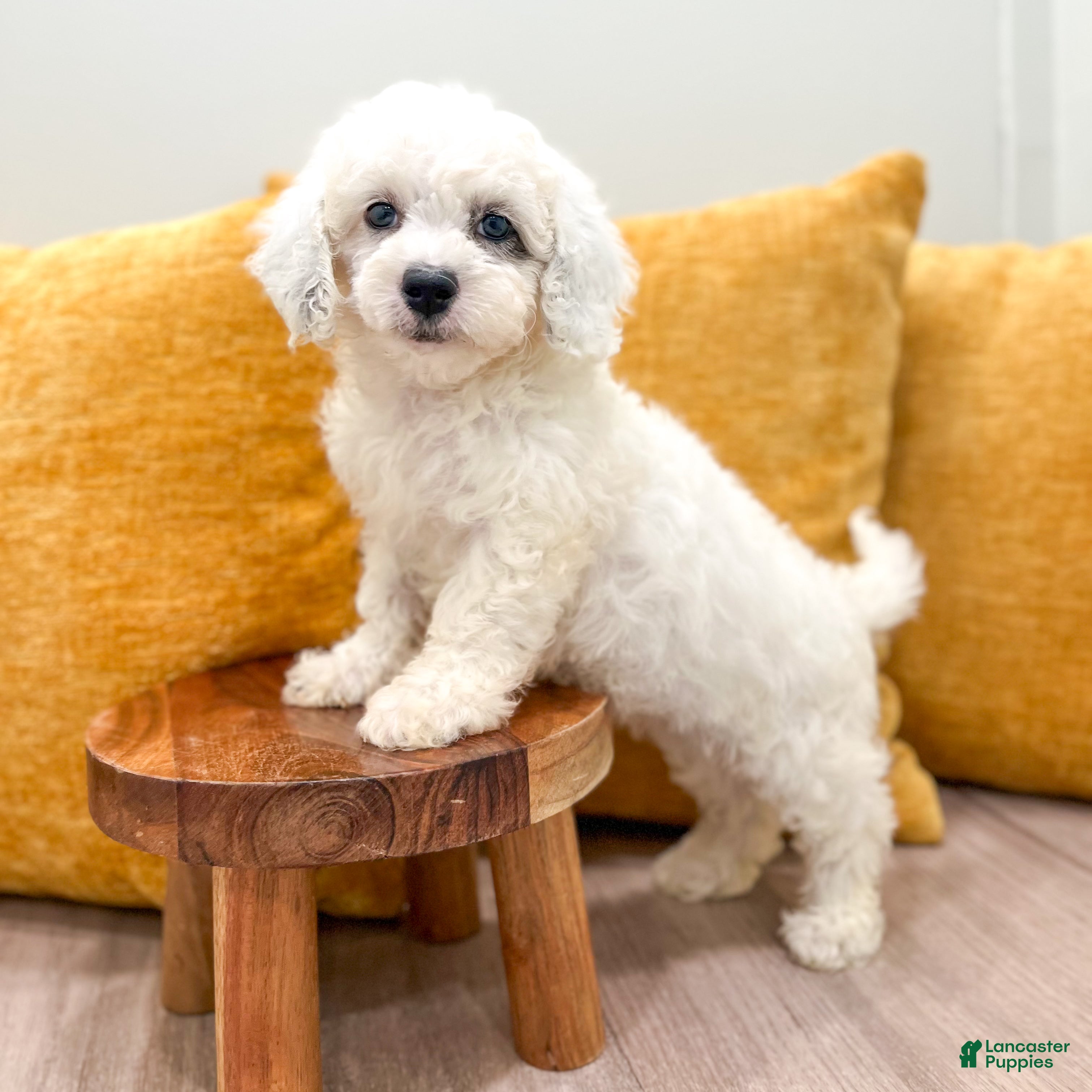 Miniature Poodle dogs Molly - Ad 1