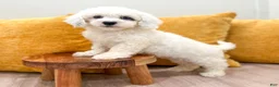 Miniature Poodle dogs for sale: Molly - Ad 1