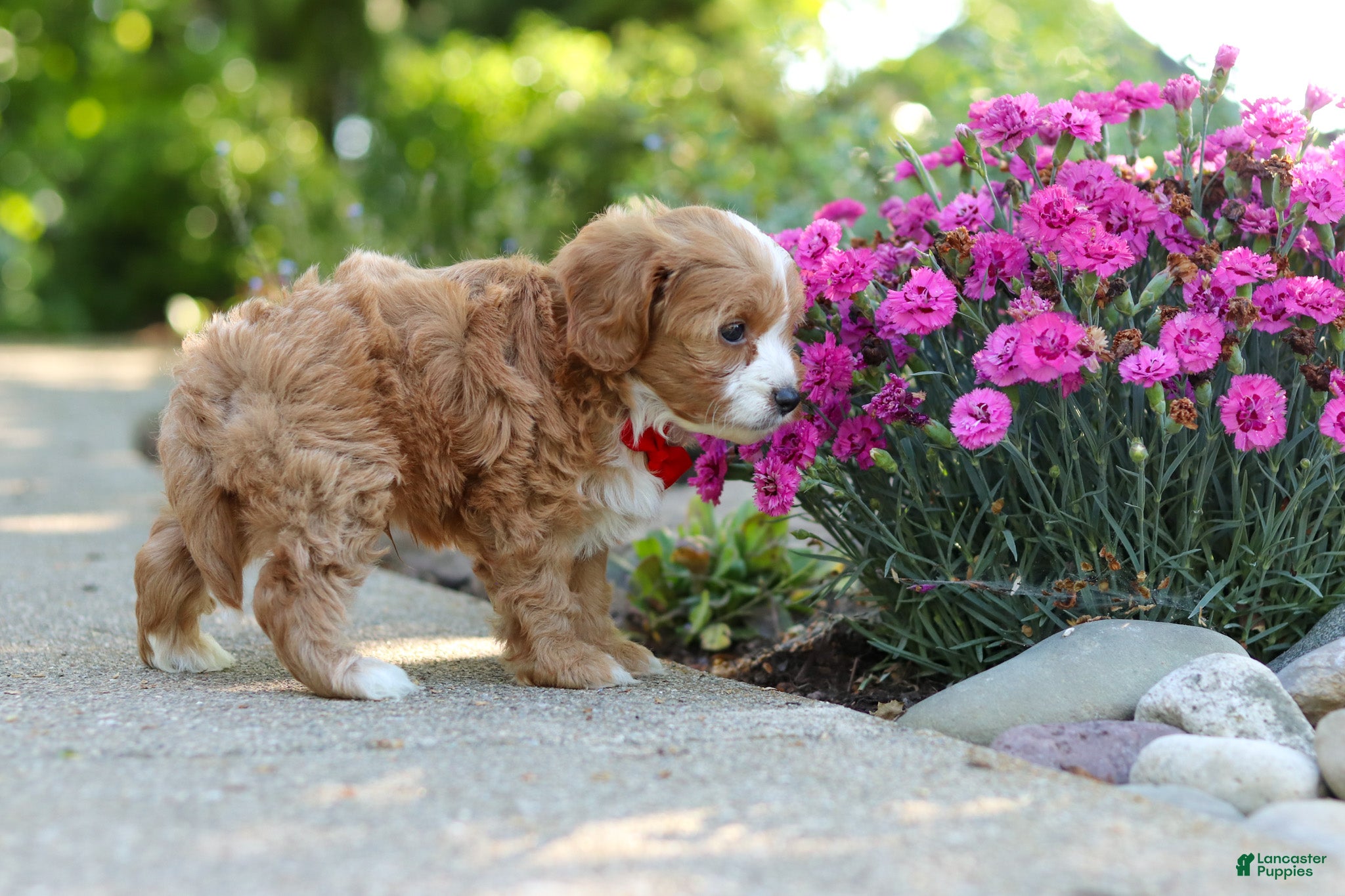 Cavapoo dogs for sale: Harley - Ad 6