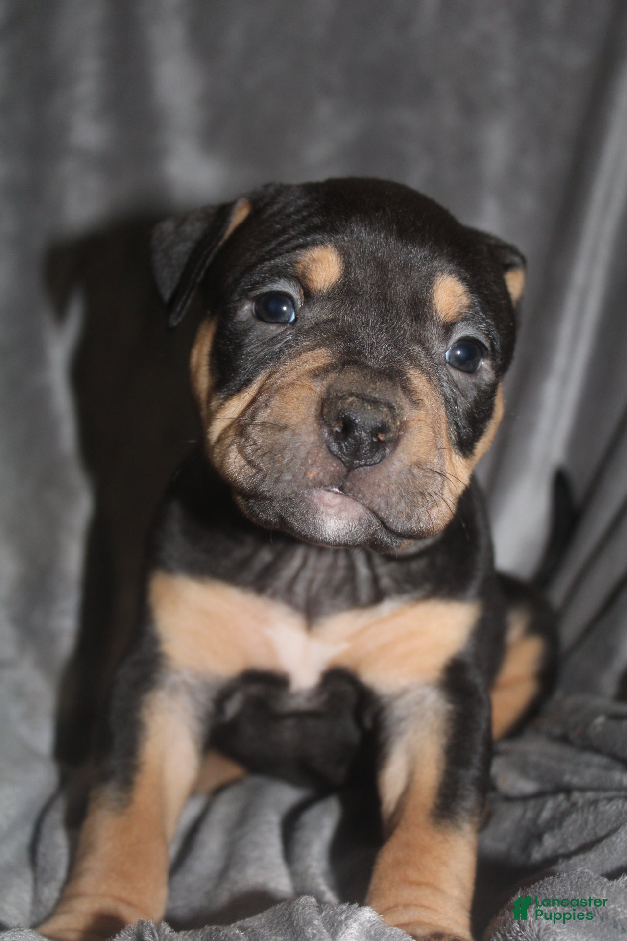 American Bully dogs Sass - Ad 41