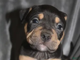 American Bully dogs Sass - Ad 41