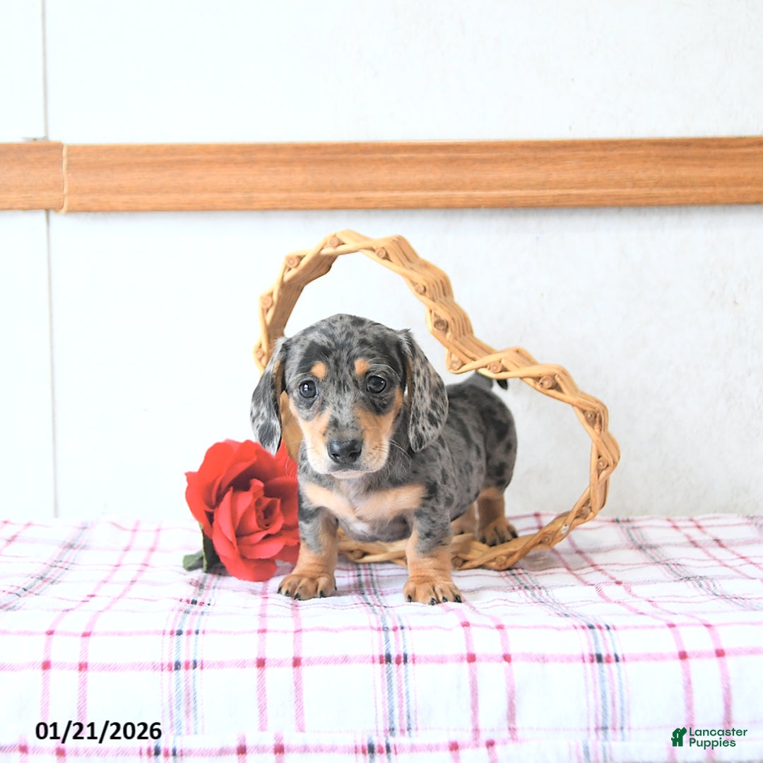 Miniature Dachshund dogs for sale: Beau - Ad 2