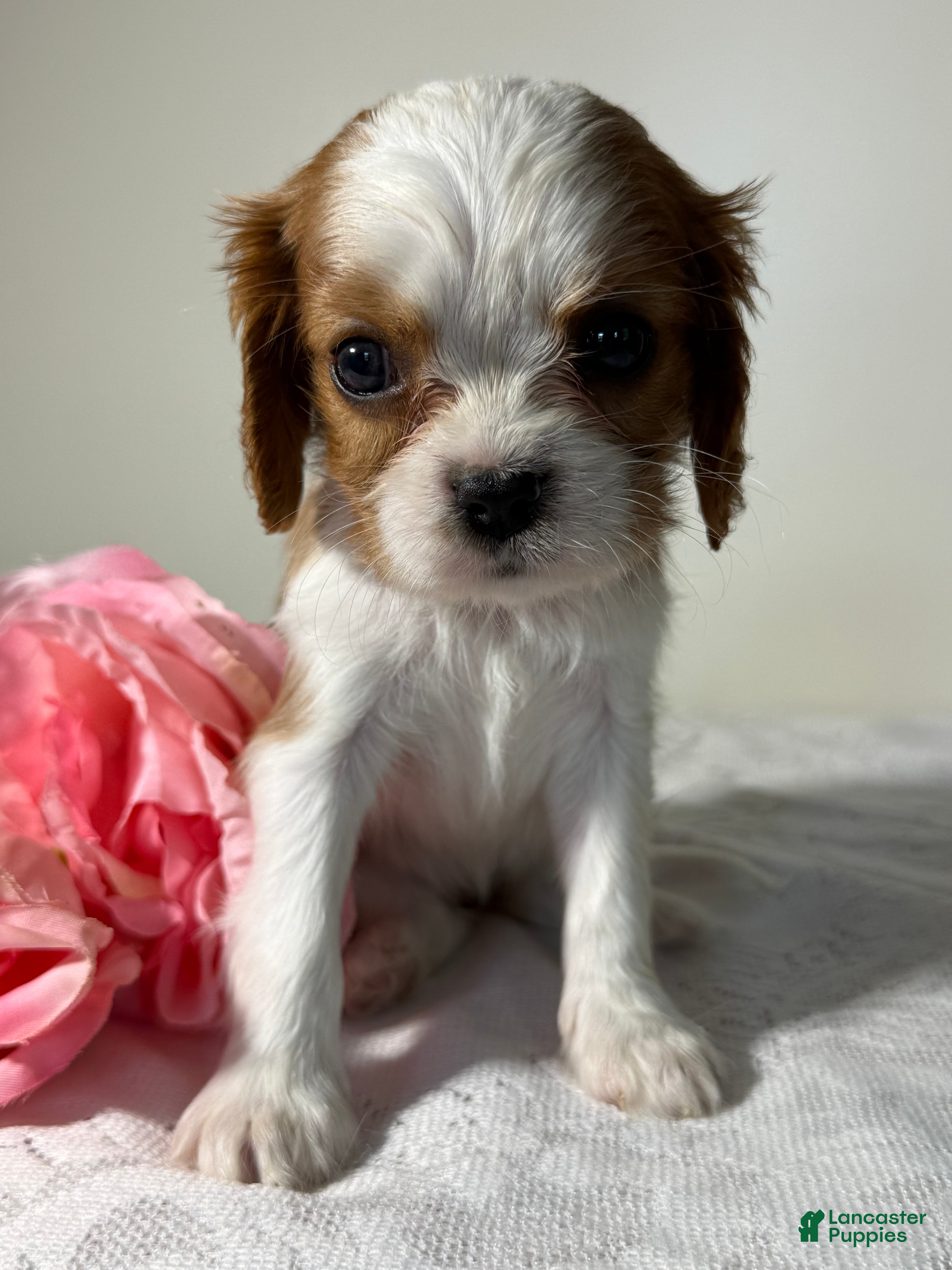 Cavalier King Charles Spaniel dogs Twinkle Cavalier King Charles Spaniel  - Ad 1