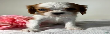 Twinkle Cavalier King Charles Spaniel 