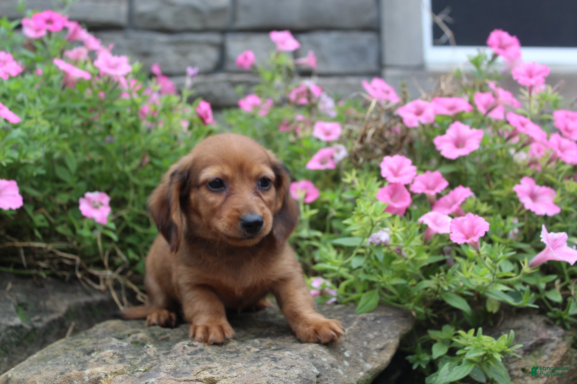 Miniature Dachshund dogs Zane - Ad 2
