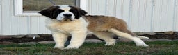 Saint Bernard dogs for sale: Leo - Ad 2