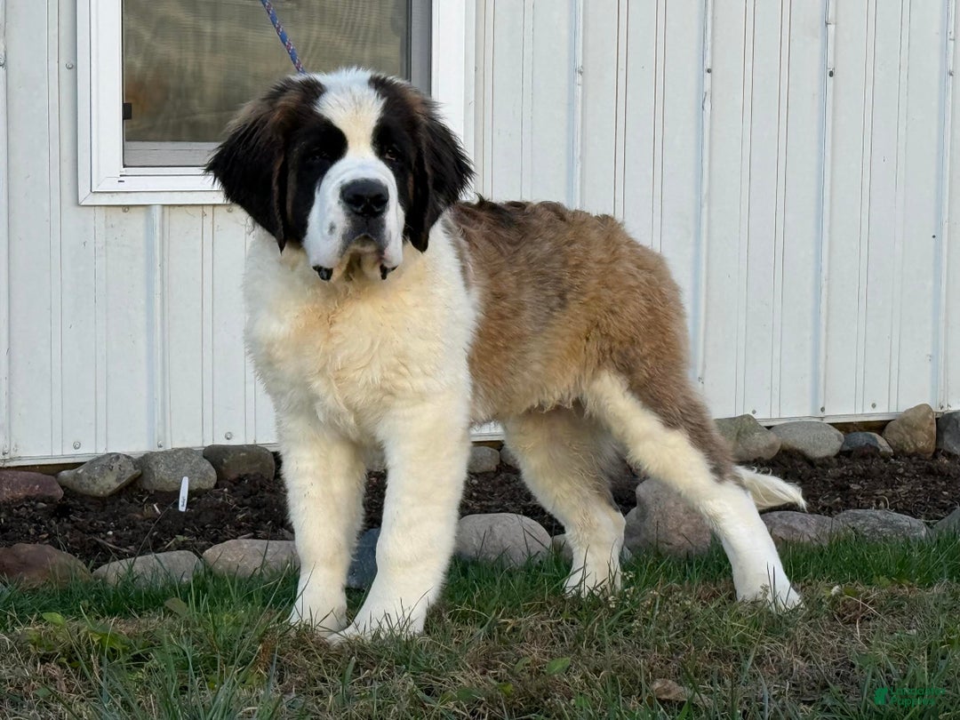 Saint Bernard dogs for sale: Leo - Ad 2