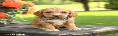 Ned