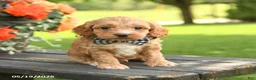 Cockapoo dogs for sale: Ned - Ad 1